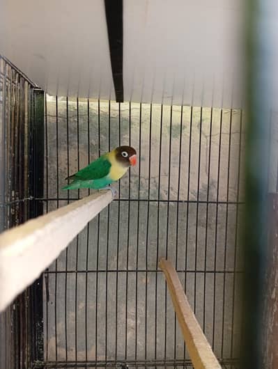 Love bird breeder  parblue , personata
