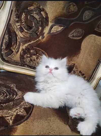 Pershion Cat Dool Face 2coted Full tamed