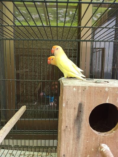 lover bird breeder pair crimino , personata , parblue opline