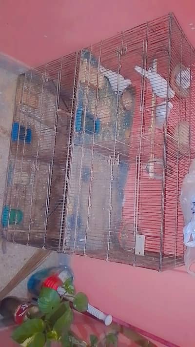 Bird cage with birds