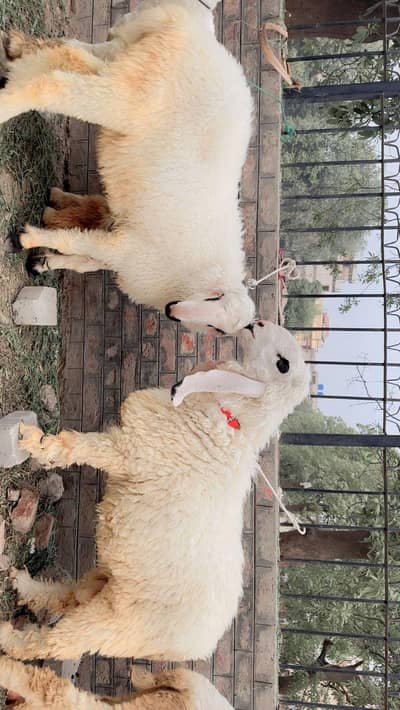 qurbani ka chatra kajla 2 dant  number 03244240846