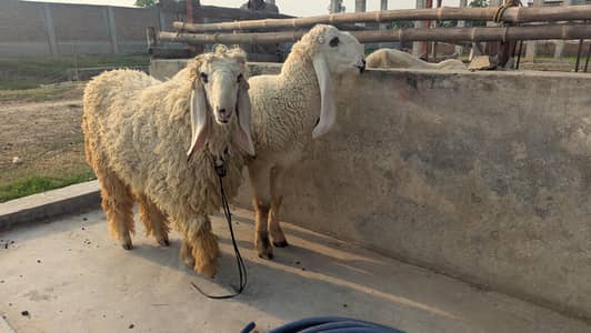 Kajla Jori QURBANI 2K26.   jori/ sheep/goat/bakra/chatra/kajla
