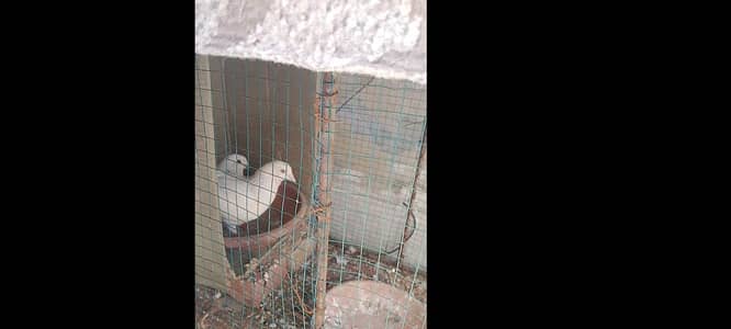 pigeon for sale