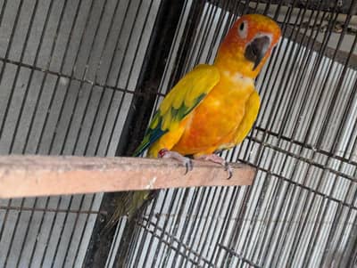 Sunconure Breeder Female