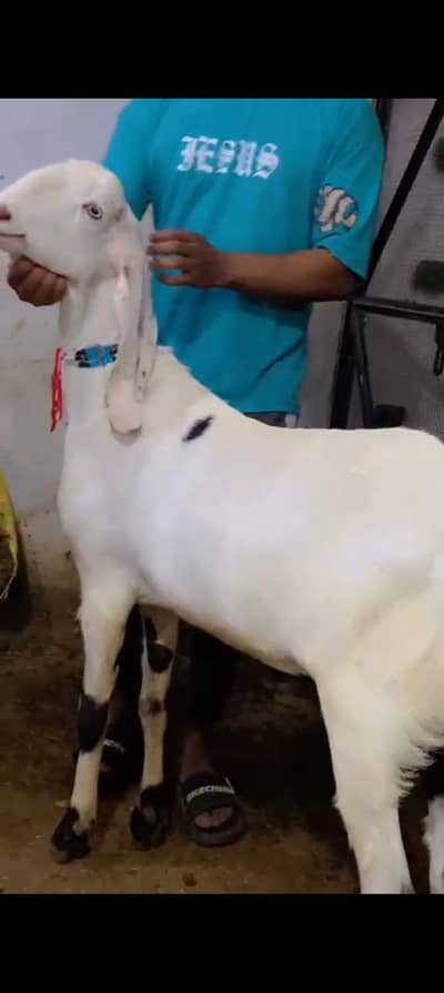 2 dant bakra03224116645
