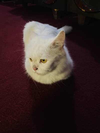 Persion Cat Argent sell