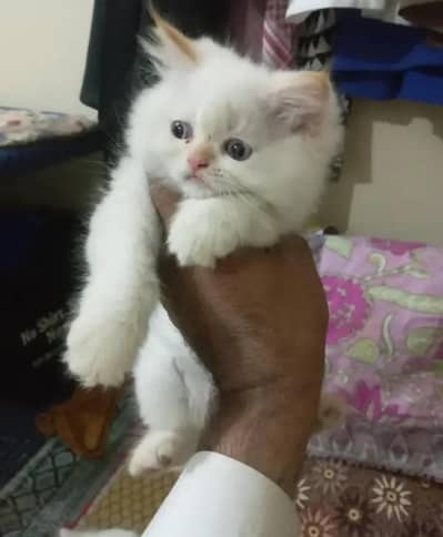 tripple coated cat pure white