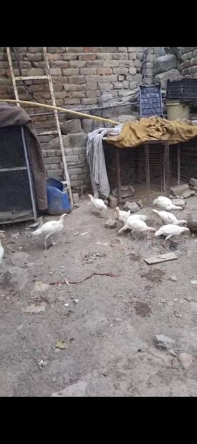 Full white He 10 Pieces  Male female Max