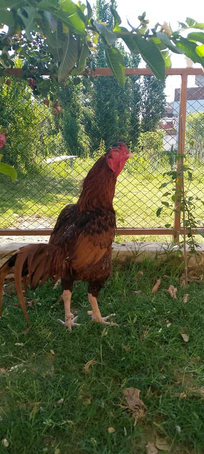 aseel peela home breed