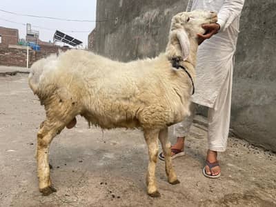Dumba for sale