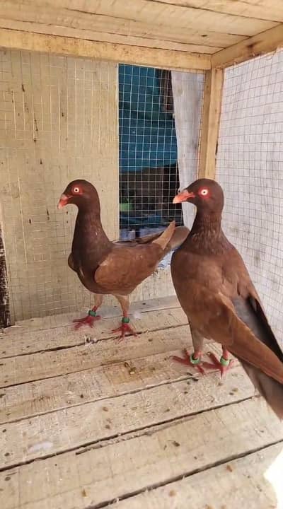 red denish breeder pair