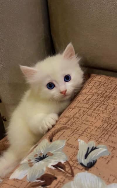 Persian kitten