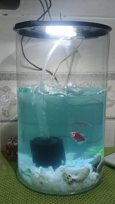 Curve Fish Aquarium