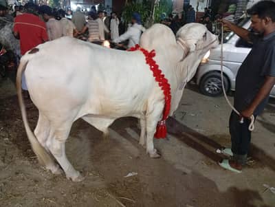 Nukhra white