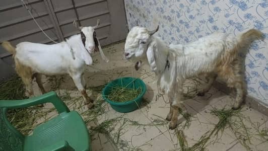 2 bakrey dondey for sale