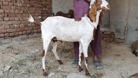qurbani ka lia 2 dant bakre