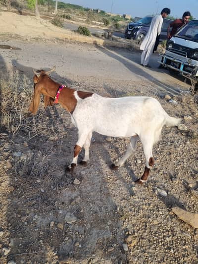 2 dant khasi bakre