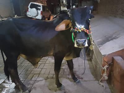 2 dant bachra / for sale / medium branch walon ke liye behtarin