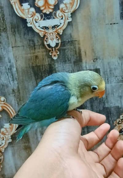 Love bird hand tame