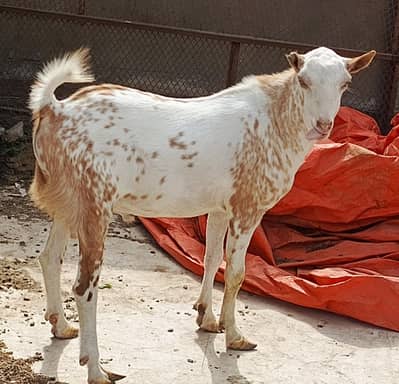 Teddy Ando bakra