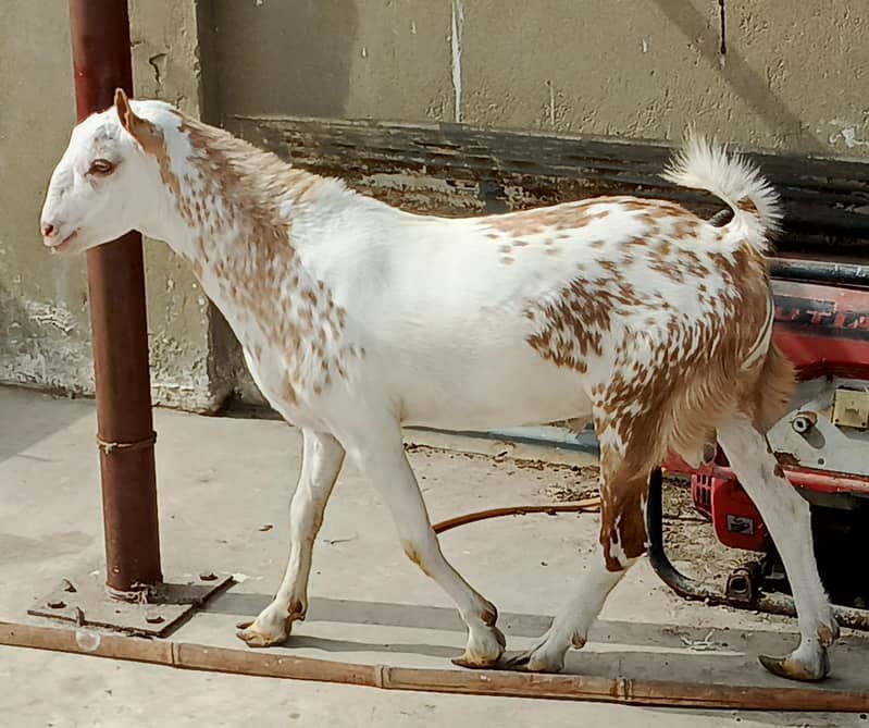 Teddy Ando bakra 1
