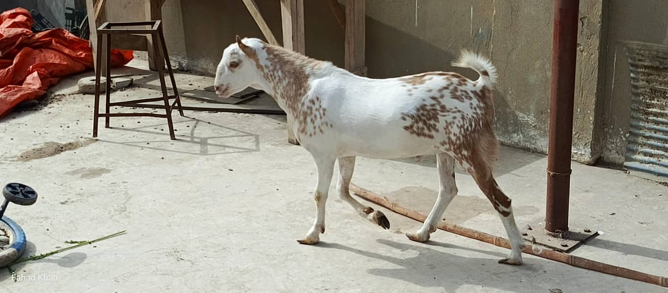 Teddy Ando bakra 2