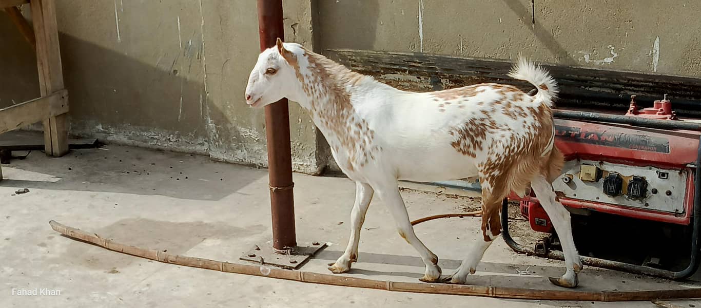 Teddy Ando bakra 3