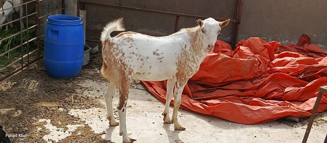 Teddy Ando bakra 4