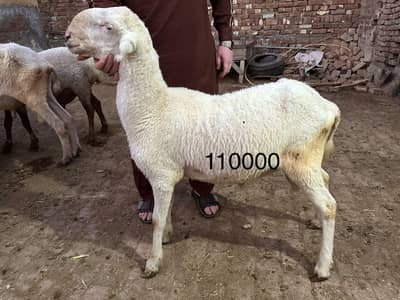 Sasty or Ghar k palyy hwy achyy dhunby, mundary, kajly dastiyab hain