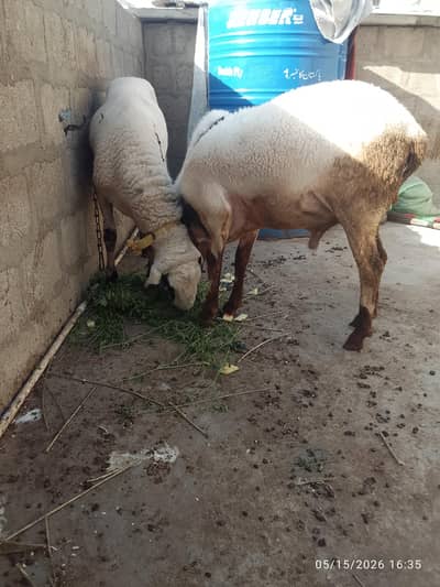 Qurbani Dumbay