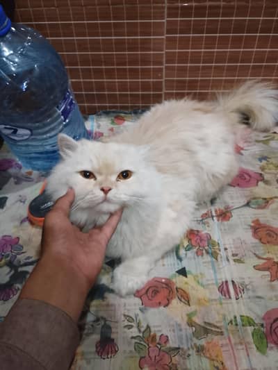 urgent sale need cash