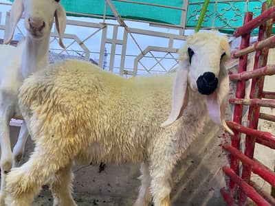 jori kajla Hor dumba qurbani per lagta ha ghr ka Pala huwa ha