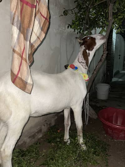 Donda Bakra 50 kg + weight
