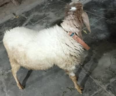 Pro Active Goat Male