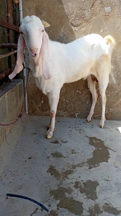 bakra fresh 4 dant gulabi