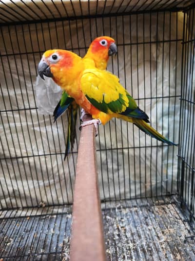 Beautiful Pair of SUN CONURE Parrots  for Sale