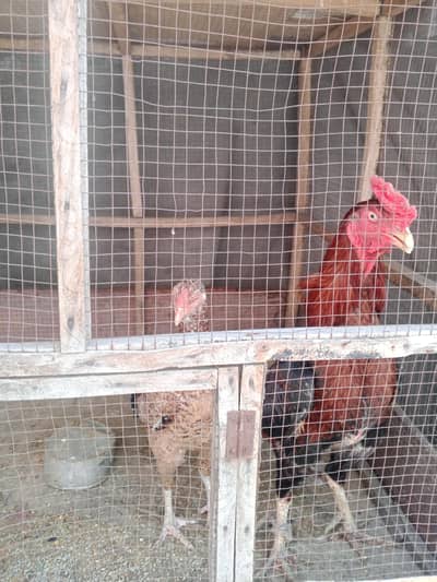Aseel pair