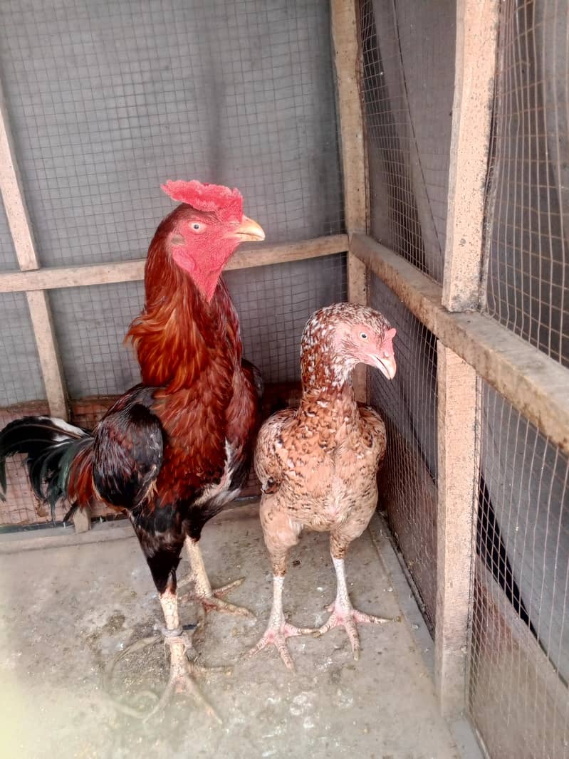 Aseel pair 3