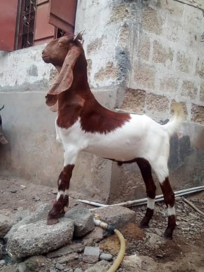 (Jori h 2) Bakra Goat دونوں بکرے بکرا کی جوڑی بیچنا ہے