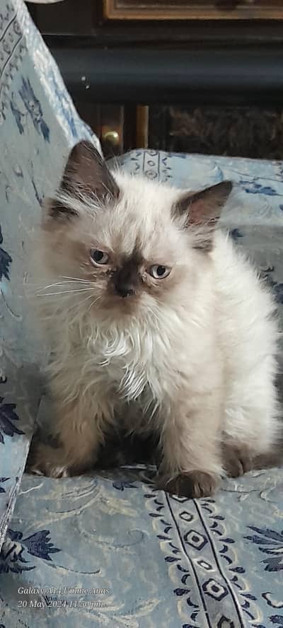 RAGDOLL KITTENS FOR SALE