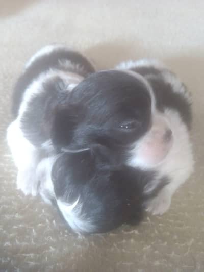 Puppies