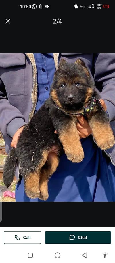 German Shepherd puppy for sale