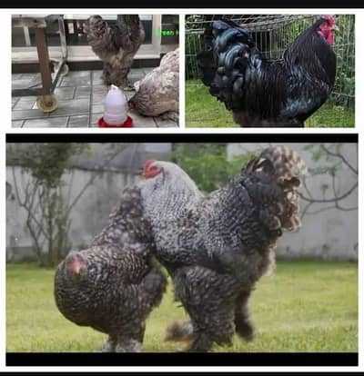 Coco bharama chick's available