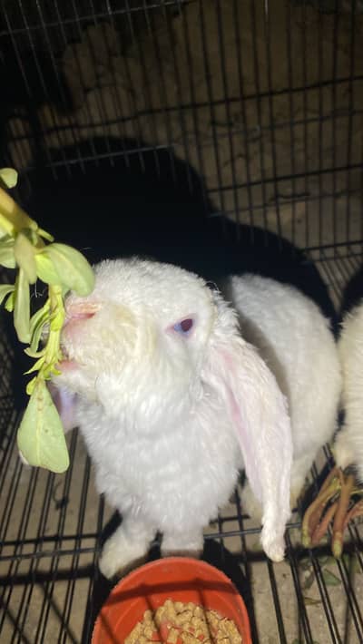 Holand lop