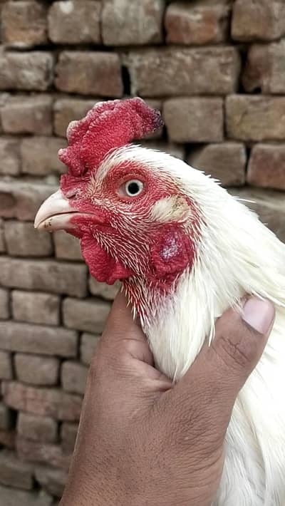 Heera breader 2 male