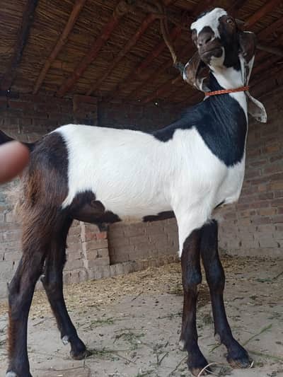 Bakra 2 dant Qurbani26 /07/83/29/572