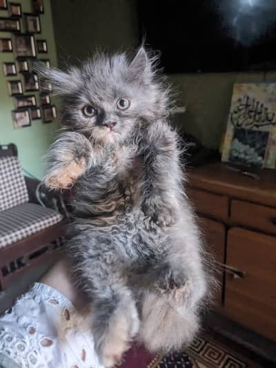 3 Persian Kitten 2 Month Old