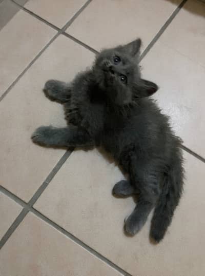 British Shorthair