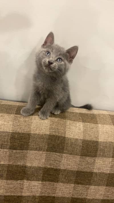 British Shorthair