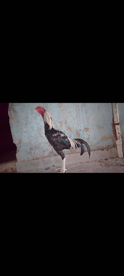 Healthy aseel pair available for sell